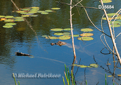 Broad-snouted Caiman (Caiman latirostris)